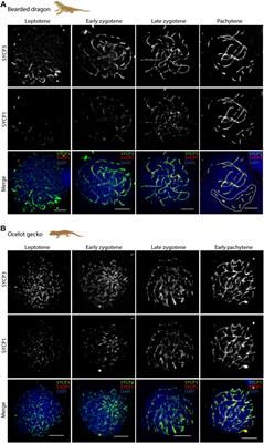 Meiotic chromosome dynamics and double strand break formation in <mark class="highlighted">reptiles</mark>
